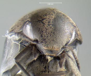 Media type: image;   Entomology 604093 Aspect: head frontal view